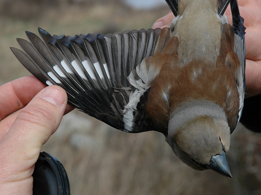 Hawfinch, Sundre 20060502